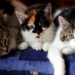 most expensive cat breeds in the world
