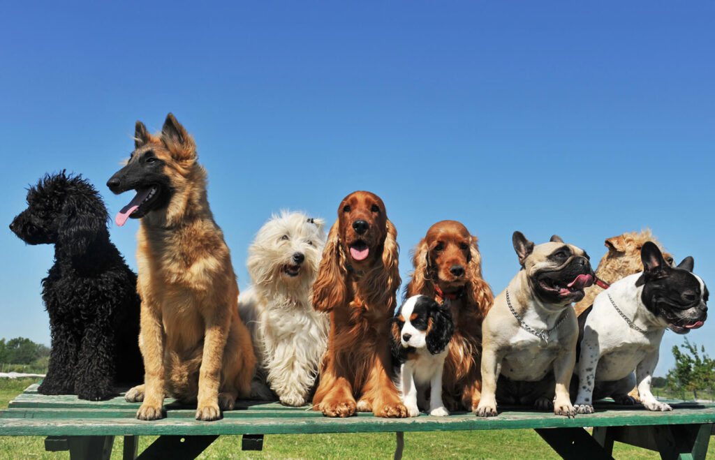 most expensive dog breeds in India