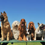 most expensive dog breeds in India