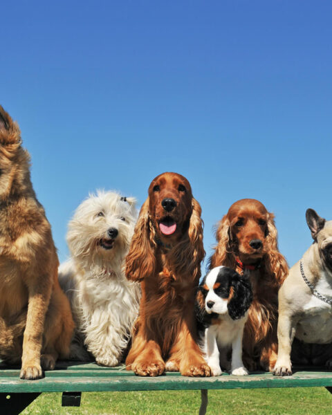 most expensive dog breeds in India