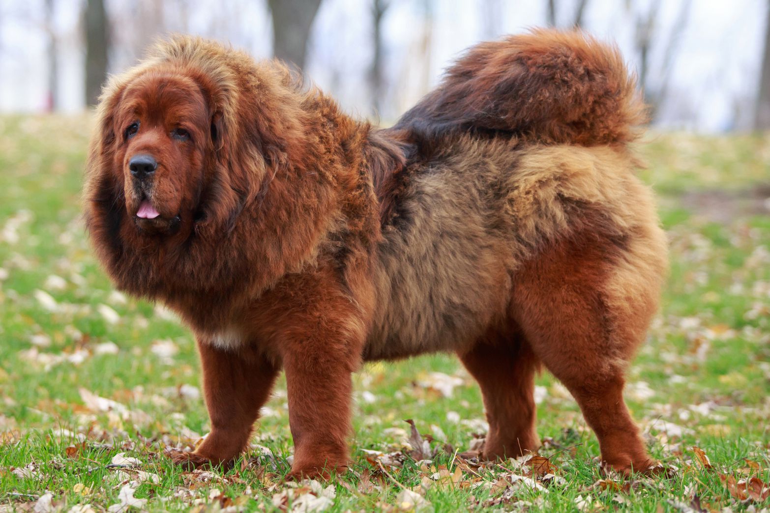 most expensive dog breeds in India