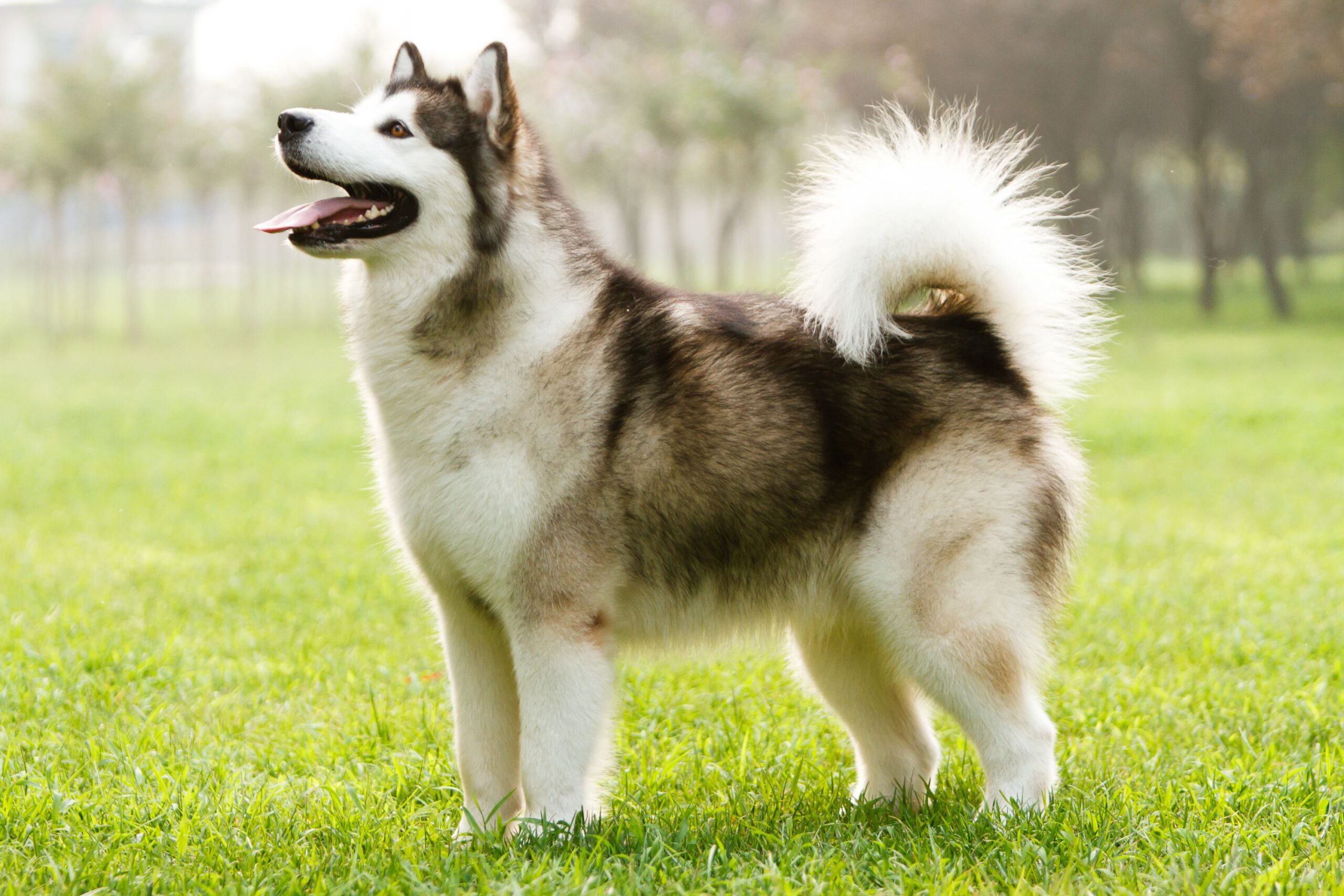 most expensive dog breeds in India