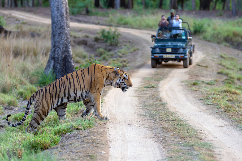 best jungle safaris in the world