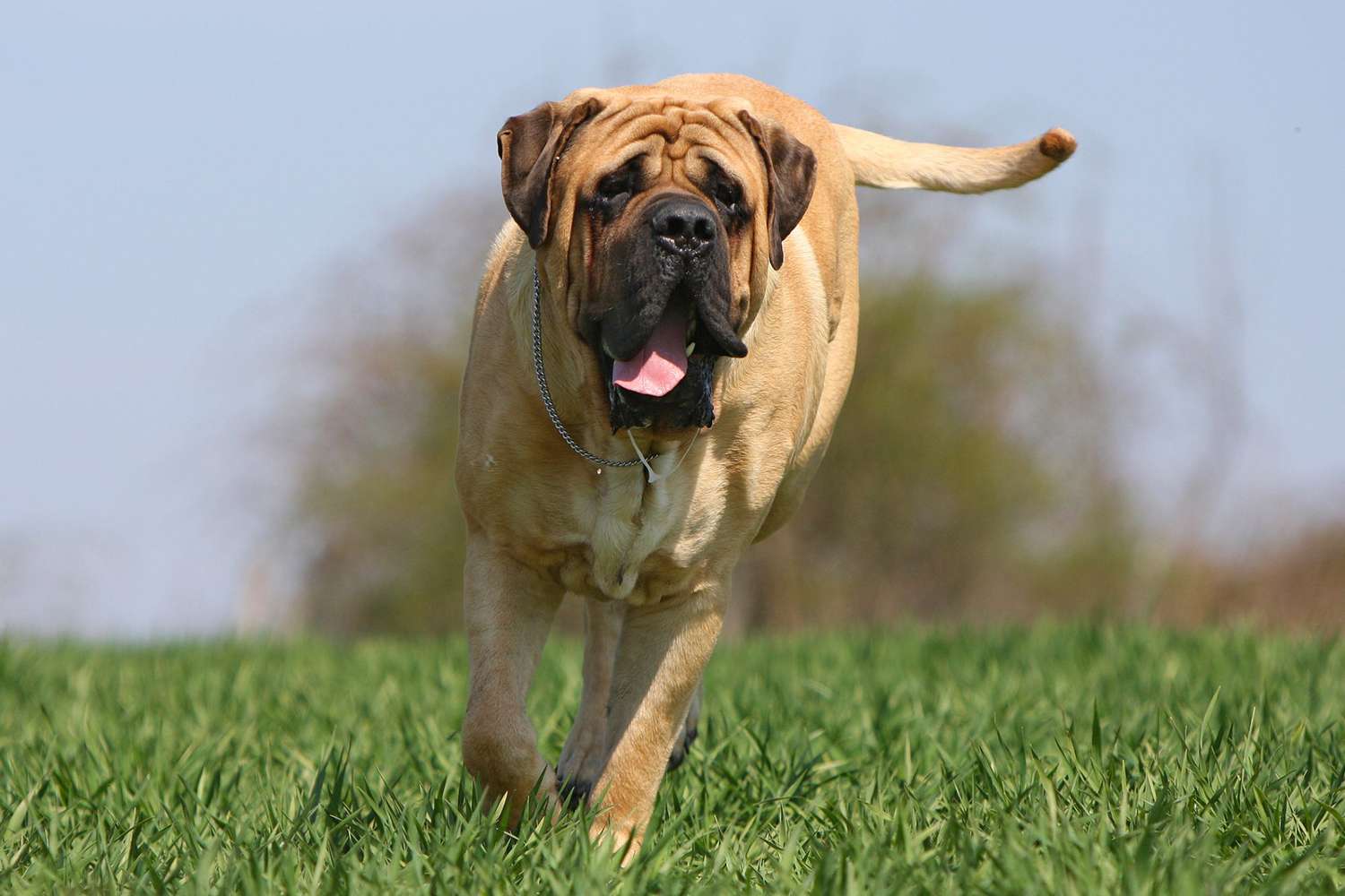 most expensive dog breeds in India