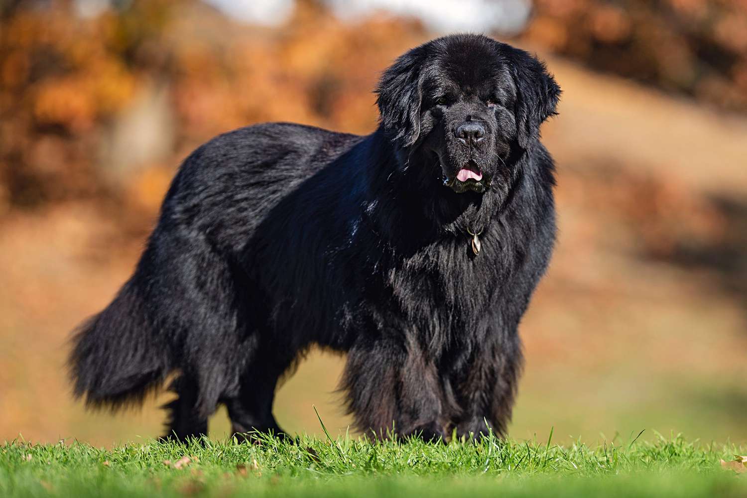 most expensive dog breeds in India