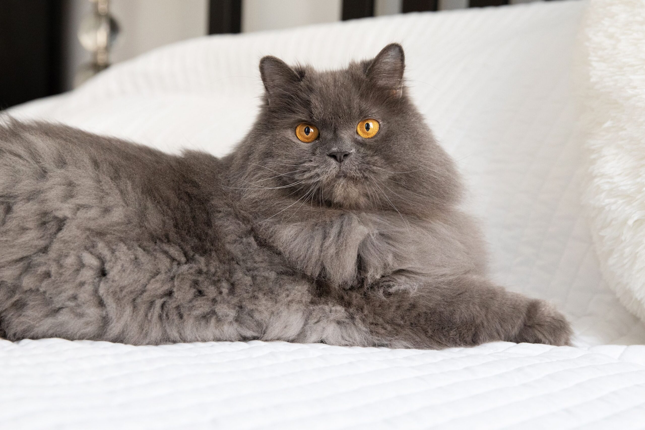 most expensive cat breeds in the world