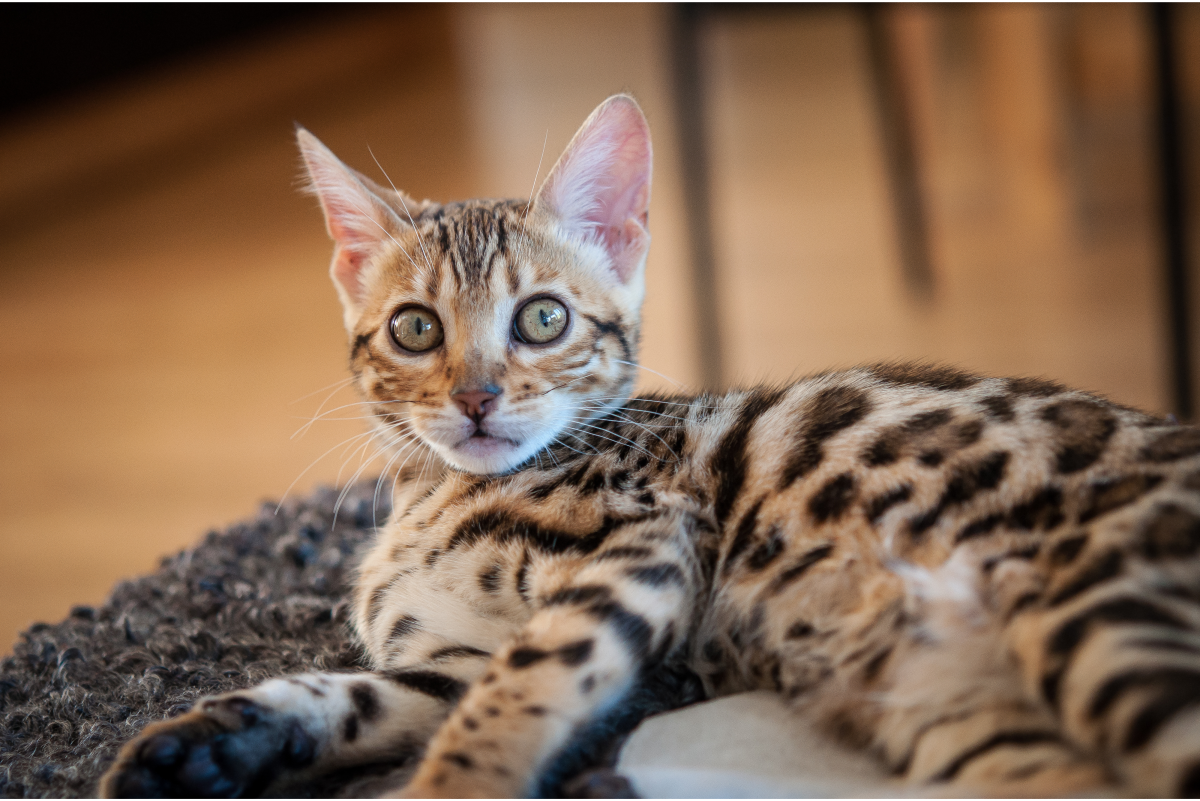 most expensive cat breeds in the world