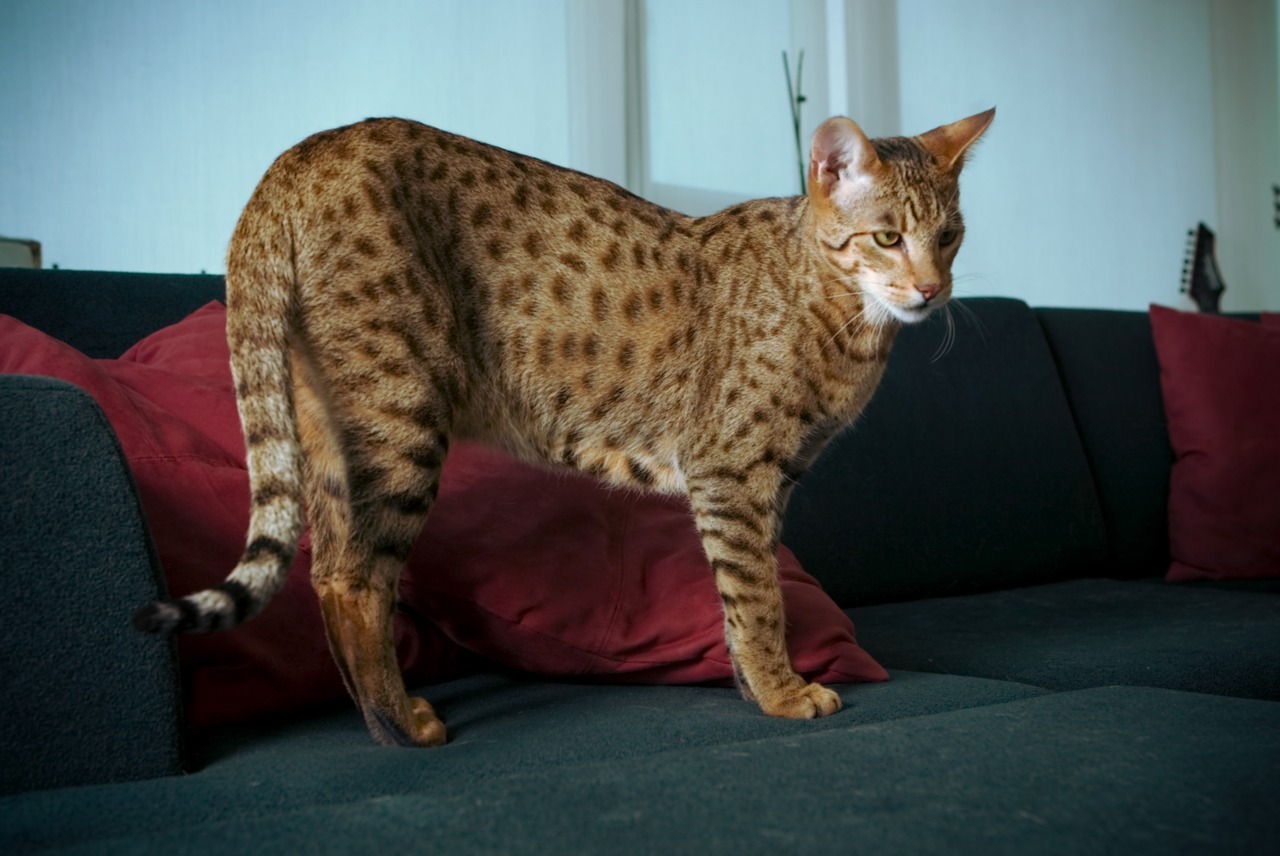 most expensive cat breeds in the world