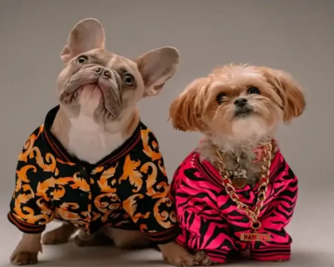 expensive pet accessories