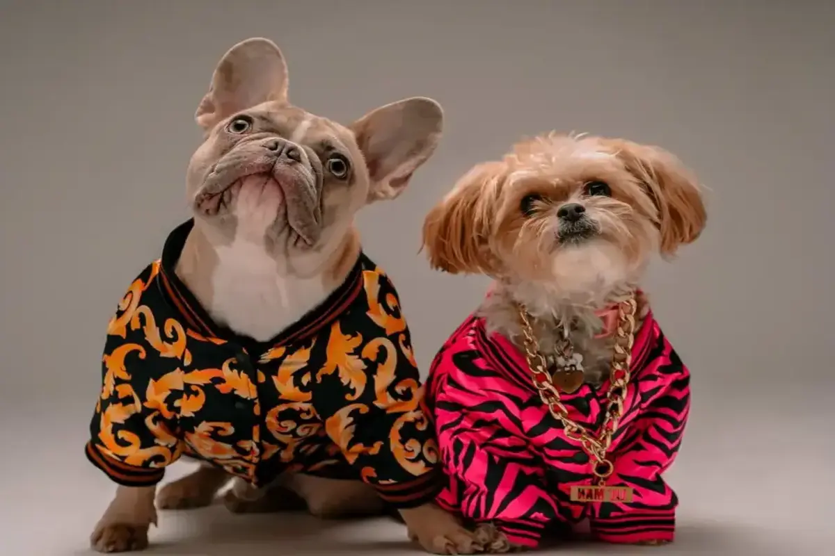 expensive pet accessories